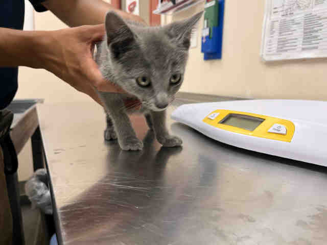 Shelter Stray Male Cat last seen COLE GRADE RD & VALLEY CENTER RD, 2481 Palomar Airport Rd, Carlsbad, CA 92011, USA