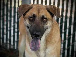 Shelter Stray Male Dog last seen , 5821 Sweetwater Rd, Bonita, CA 91902, USA