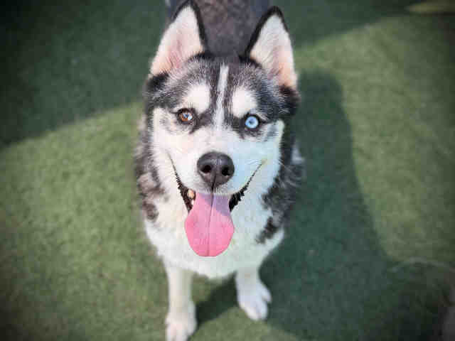 Shelter Stray Female Dog last seen , 5821 Sweetwater Rd, Bonita, CA 91902, USA