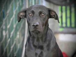 Shelter Stray Female Dog last seen , 5821 Sweetwater Rd, Bonita, CA 91902, USA