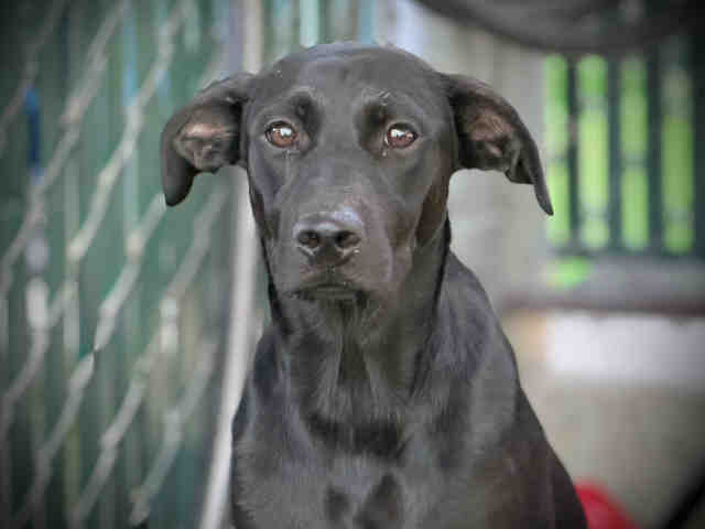 Shelter Stray Female Dog last seen , 5821 Sweetwater Rd, Bonita, CA 91902, USA