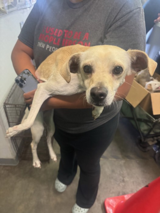 Shelter Stray Female Dog last seen , 1850 W 60th St, Los Angeles, CA 90047, USA