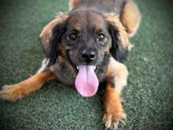 Shelter Stray Male Dog last seen , 5821 Sweetwater Rd, Bonita, CA 91902, USA
