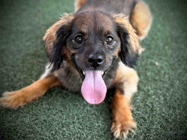 Shelter Stray Male Dog last seen , 5821 Sweetwater Rd, Bonita, CA 91902, USA