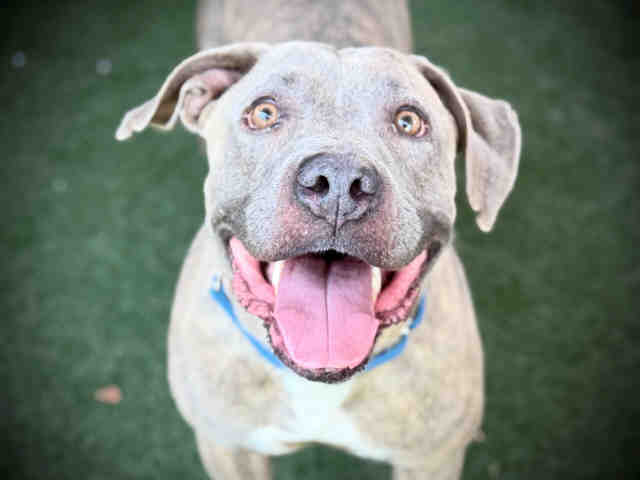 Shelter Stray Male Dog last seen , 5821 Sweetwater Rd, Bonita, CA 91902, USA