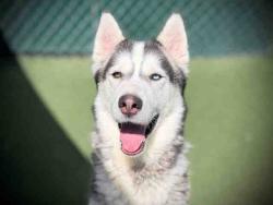 Shelter Stray Male Dog last seen , 5821 Sweetwater Rd, Bonita, CA 91902, USA