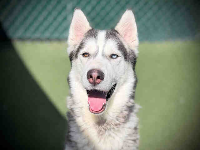 Shelter Stray Male Dog last seen , 5821 Sweetwater Rd, Bonita, CA 91902, USA