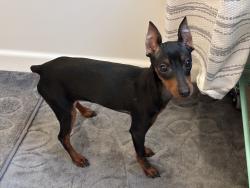 Lost Male Dog last seen Depot street and twp Road , Pataskala, OH 43062