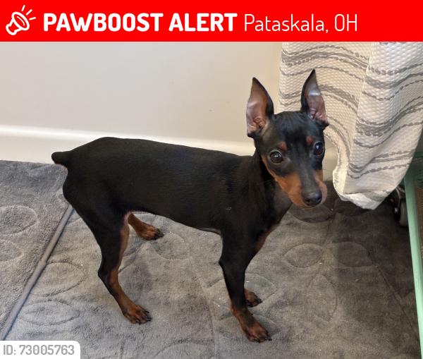 Lost Male Dog last seen Depot street and twp Road , Pataskala, OH 43062