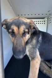 Shelter Stray Male Dog last seen Near BLK MING AV, BAKERSFIELD CA, 201 S Mt Vernon Ave, Bakersfield, CA 93307, USA