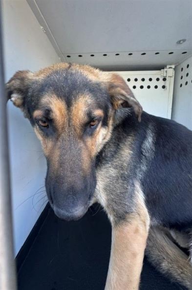Shelter Stray Male Dog last seen Near BLK MING AV, BAKERSFIELD CA, 201 S Mt Vernon Ave, Bakersfield, CA 93307, USA
