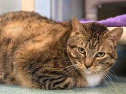 Shelter Stray Female Cat last seen , 5821 Sweetwater Rd, Bonita, CA 91902, USA
