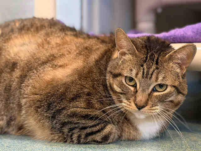 Shelter Stray Female Cat last seen , 5821 Sweetwater Rd, Bonita, CA 91902, USA
