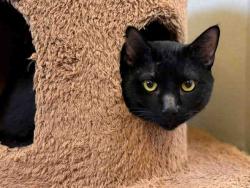 Shelter Stray Male Cat last seen , 5821 Sweetwater Rd, Bonita, CA 91902, USA