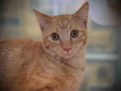 Shelter Stray Male Cat last seen , 5821 Sweetwater Rd, Bonita, CA 91902, USA