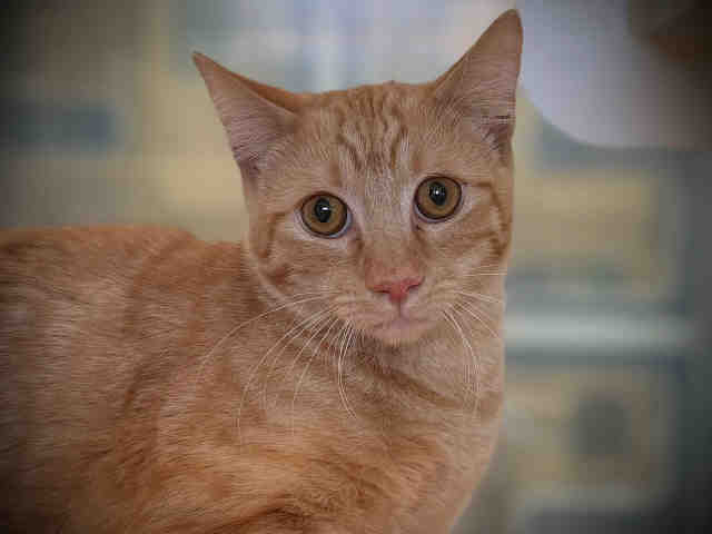 Shelter Stray Male Cat last seen , 5821 Sweetwater Rd, Bonita, CA 91902, USA