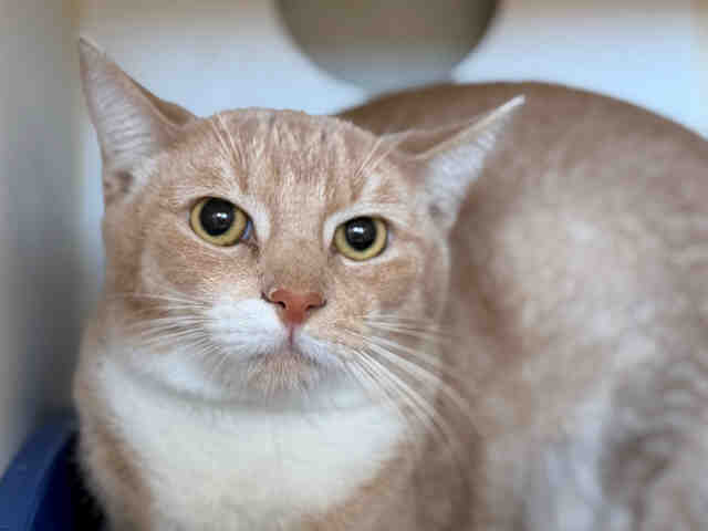Shelter Stray Female Cat last seen , 5821 Sweetwater Rd, Bonita, CA 91902, USA