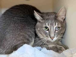 Shelter Stray Male Cat last seen , 5821 Sweetwater Rd, Bonita, CA 91902, USA