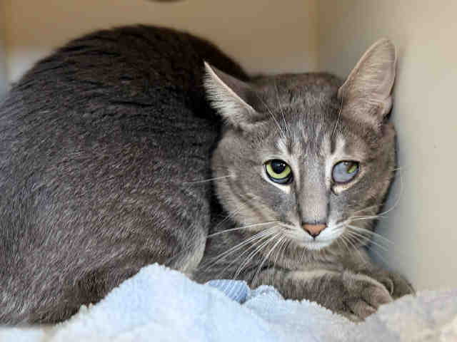 Shelter Stray Male Cat last seen , 5821 Sweetwater Rd, Bonita, CA 91902, USA