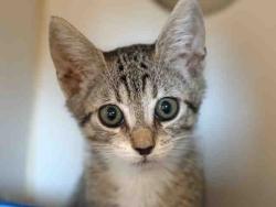 Shelter Stray Female Cat last seen , 5821 Sweetwater Rd, Bonita, CA 91902, USA