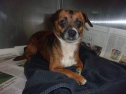 Shelter Stray Male Dog last seen , 14409 Vanowen St, Van Nuys, CA 91405, USA