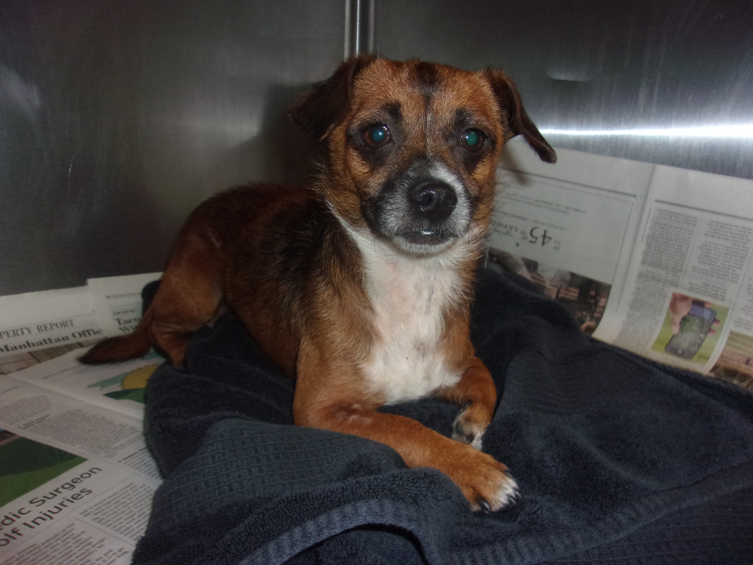 Shelter Stray Male Dog last seen , 14409 Vanowen St, Van Nuys, CA 91405, USA