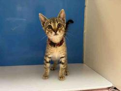 Shelter Stray Male Cat last seen N BONITA  AND SAN JUAN, 5821 Sweetwater Rd, Bonita, CA 91902, USA