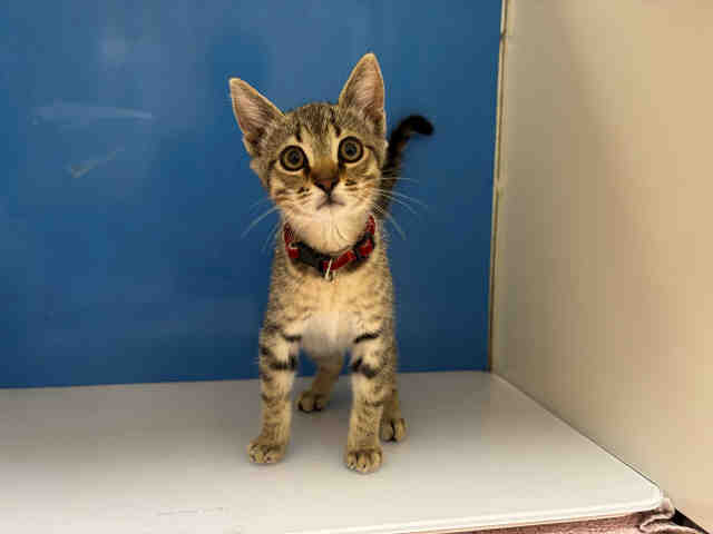 Shelter Stray Male Cat last seen N BONITA  AND SAN JUAN, 5821 Sweetwater Rd, Bonita, CA 91902, USA