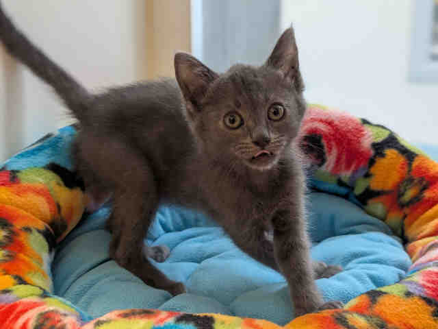Shelter Stray Male Cat last seen JAMACHA BLVD, 5821 Sweetwater Rd, Bonita, CA 91902, USA