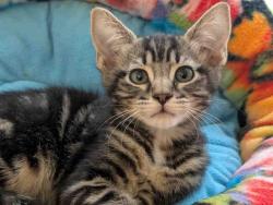 Shelter Stray Male Cat last seen JAMACHA BLVD, 5821 Sweetwater Rd, Bonita, CA 91902, USA