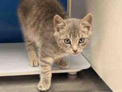 Shelter Stray Male Cat last seen STATE ROUTE 94, 5821 Sweetwater Rd, Bonita, CA 91902, USA