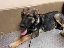 Shelter Stray Male Dog last seen MARIA AVE, 5821 Sweetwater Rd, Bonita, CA 91902, USA