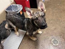 Shelter Stray Female Dog last seen MARIA AVE, 5821 Sweetwater Rd, Bonita, CA 91902, USA