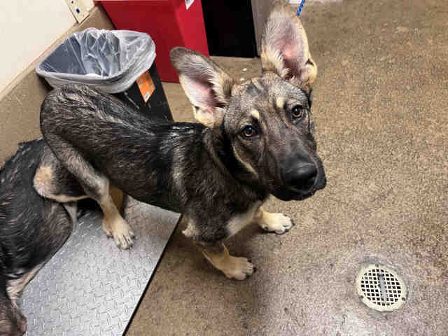 Shelter Stray Female Dog last seen MARIA AVE, 5821 Sweetwater Rd, Bonita, CA 91902, USA