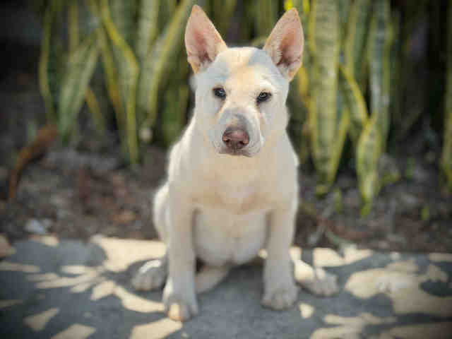 Shelter Stray Female Dog last seen MARIA AVE, 5821 Sweetwater Rd, Bonita, CA 91902, USA