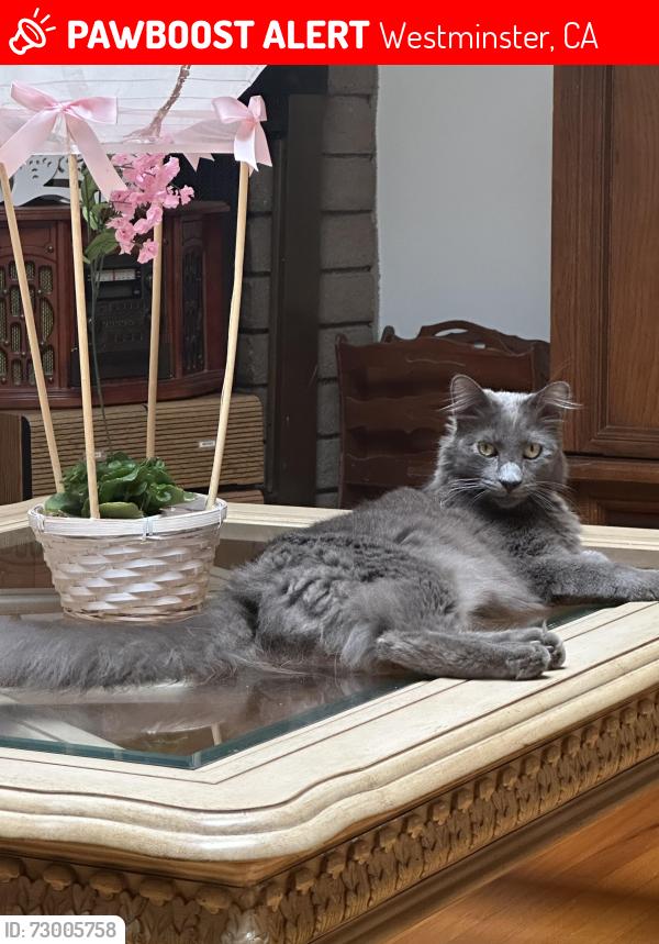 Lost Male Cat last seen Trask Goldenwest, Westminster, CA 92683