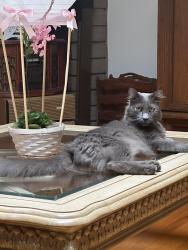 Lost Male Cat last seen Trask Goldenwest, Westminster, CA 92683