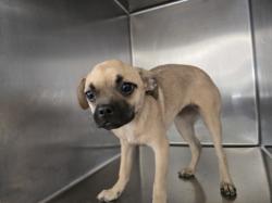 Shelter Stray Female Dog last seen , 957 N Gaffey St, San Pedro, CA 90731, USA