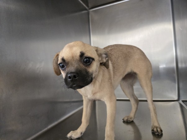 Shelter Stray Female Dog last seen , 957 N Gaffey St, San Pedro, CA 90731, USA