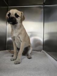 Shelter Stray Female Dog last seen , 957 N Gaffey St, San Pedro, CA 90731, USA