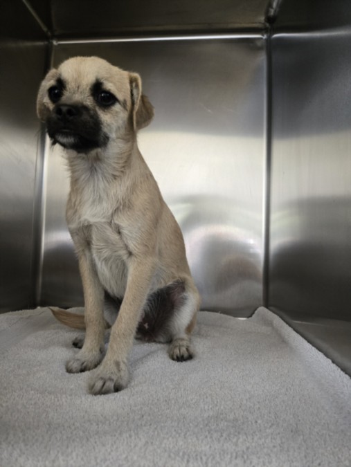 Shelter Stray Female Dog last seen , 957 N Gaffey St, San Pedro, CA 90731, USA