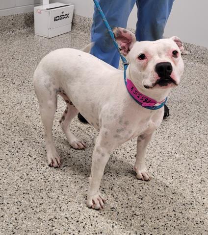 Shelter Stray Female Dog last seen FULLERTON & CHERRYLAWN DETROIT, MI 48238, 7401 Chrysler Dr, Detroit, MI 48211, USA