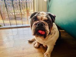 Shelter Stray Female Dog last seen Near BLK E ELLIS ST, LB 90805, 7700 E Spring St, Long Beach, CA 90815, USA