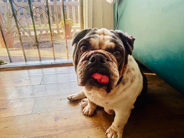 Shelter Stray Female Dog last seen Near BLK E ELLIS ST, LB 90805, 7700 E Spring St, Long Beach, CA 90815, USA