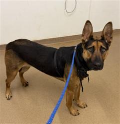 Shelter Stray Female Dog last seen WEST/MOHR, 16 Barnes Ct, Hayward, CA 94544, USA