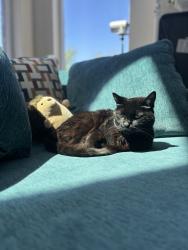 Reunited Male Cat last seen Near Teel Pkwy between Panther Creek and El Dorado, Frisco, TX 75033
