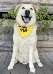 Shelter Stray Male Dog last seen , West Valley Animal Shelter, 20655 Plummer St, Chatsworth, CA 91311, USA