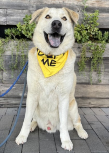 Shelter Stray Male Dog last seen , West Valley Animal Shelter, 20655 Plummer St, Chatsworth, CA 91311, USA