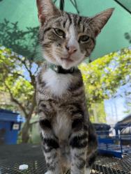 Lost Male Cat last seen Ridgeley Dr near Advance Market, Los Angeles, CA 90016