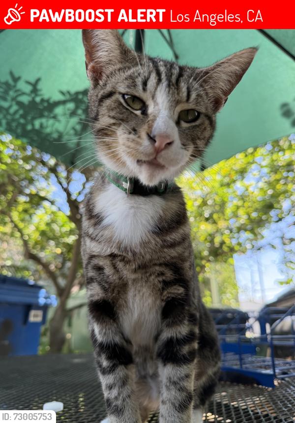 Lost Male Cat last seen Ridgeley Dr near Advance Market, Los Angeles, CA 90016